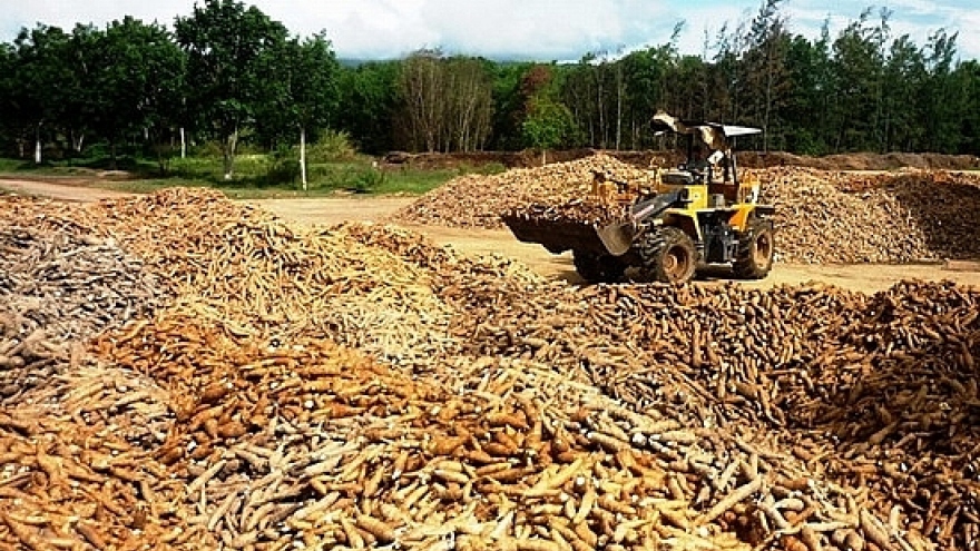 Cassava exports fall in volume as value rises