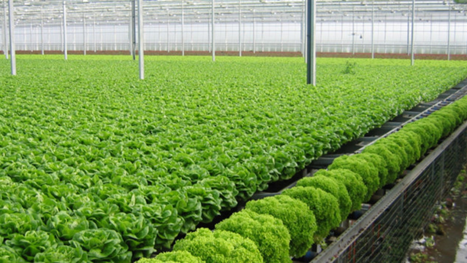 Developing Vietnam’s organic agriculture