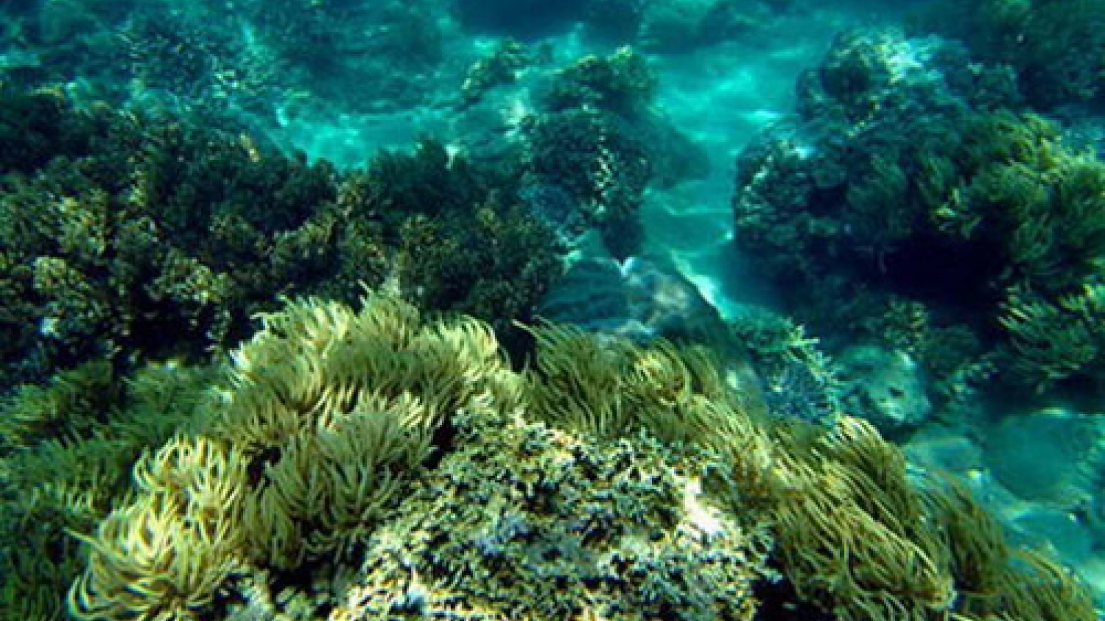 Artificial reefs promote coral recovery off Khanh Hoa’s coast