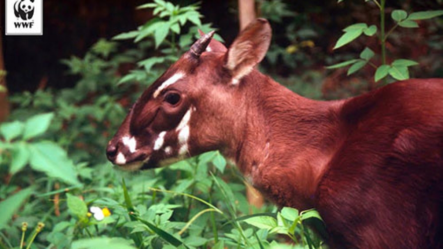 Save the saola: Breeding center for rare mammal to open in Vietnam