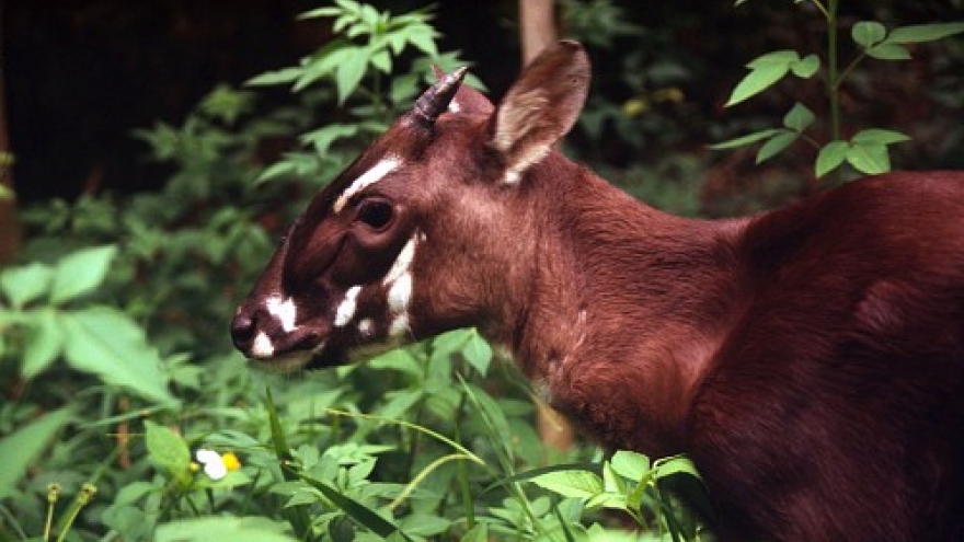 WWF Vietnam launches “Save Saola” campaign