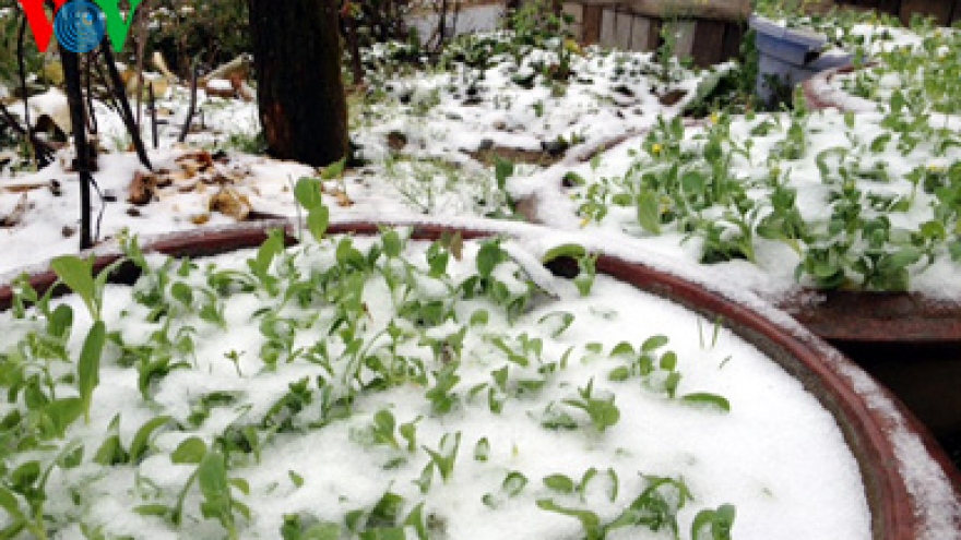 
        Snow flurries fall on Lao Cai province
                              