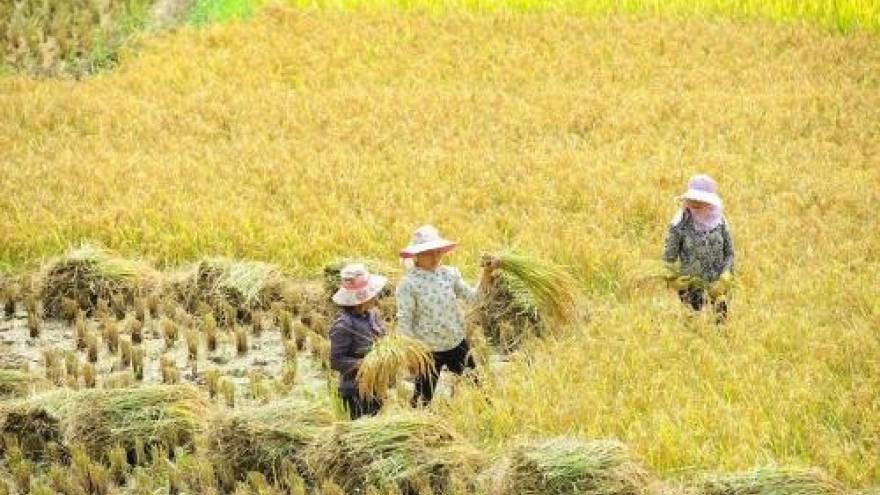 Stronger actions urged to curb agricultural pollution