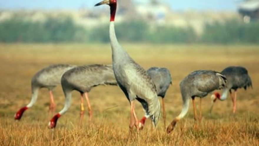 Only 11 sarus cranes spotted at Tram Chim National Park