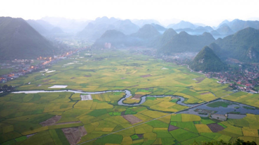 Golden rice fields in Bac Son Valley