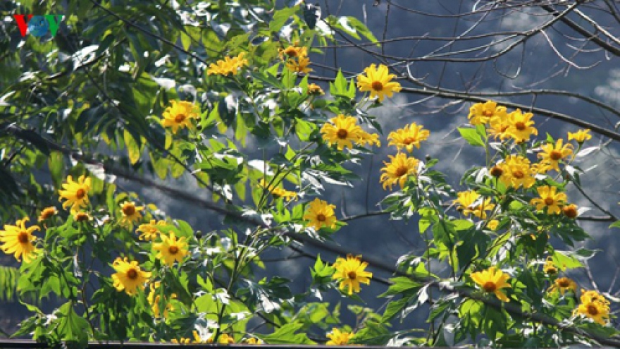 Blossoming wild sunflowers brighten Lai Chau