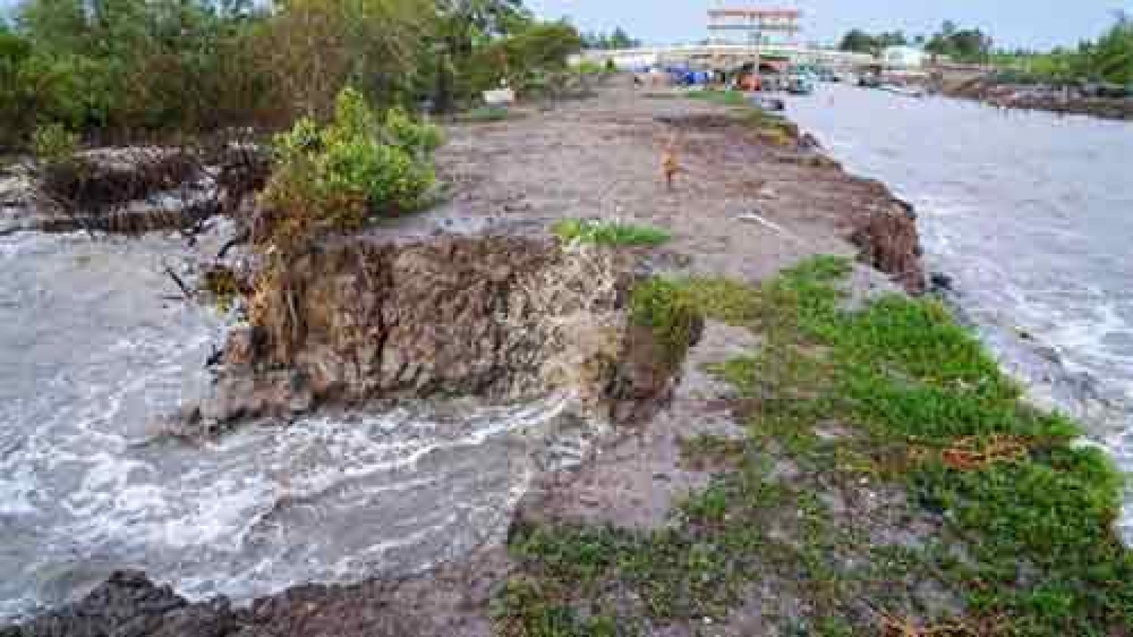 Sea dyke erosion worsens in Mekong Delta