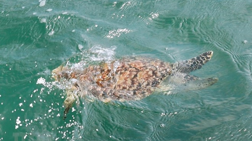 Rare sea turtle rescued in Ba Ria – Vung Tau