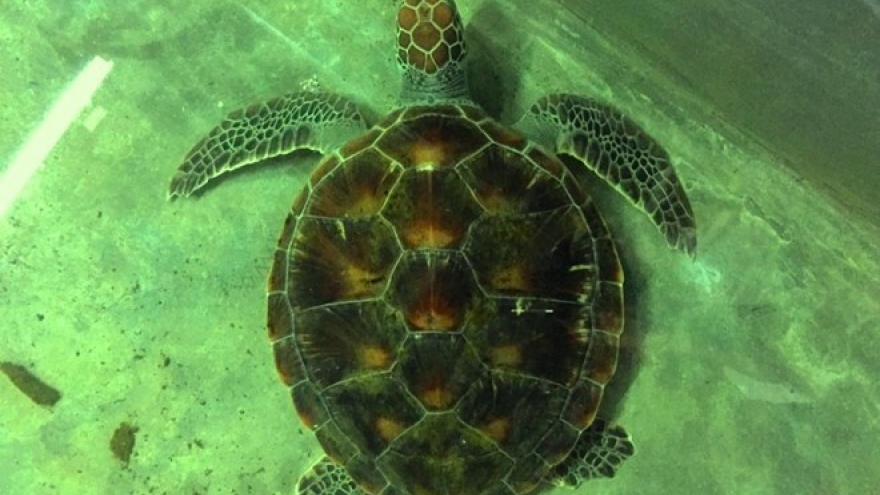 Vietnam strengthens protection of rare sea turtles