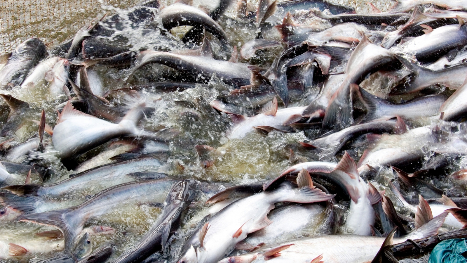 Seafood exports hit US$4.3 billion