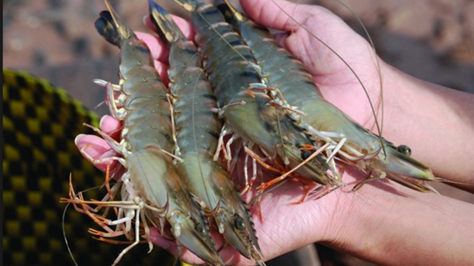 Seafood exports to US face tough recovery