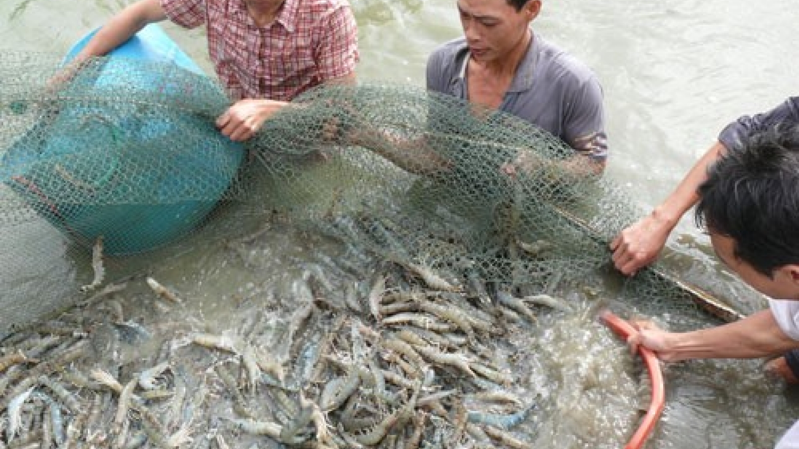 Seafood exports set to grow 6.3% this year after sharp fall