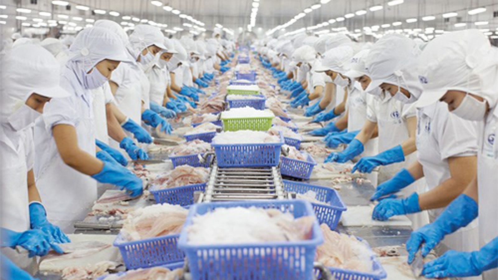 Making small-scale fish farming sustainable in Vietnam