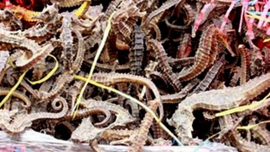 Vietnam seizes nearly 300,000 dead seahorses smuggled from Peru