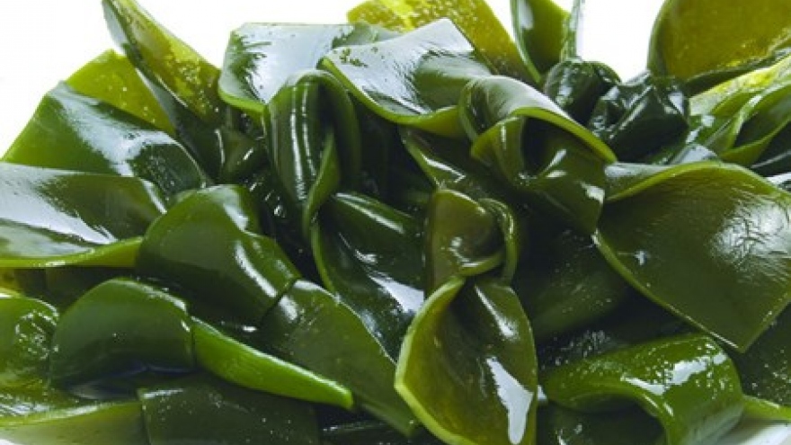 Promising seaweed industry needs adequate investment