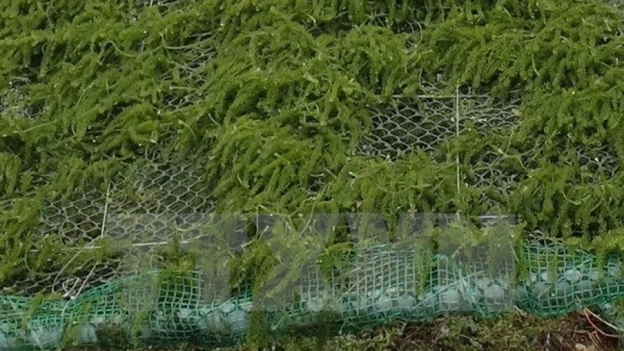 Seaweed farming – a promising industry and solution to pollution