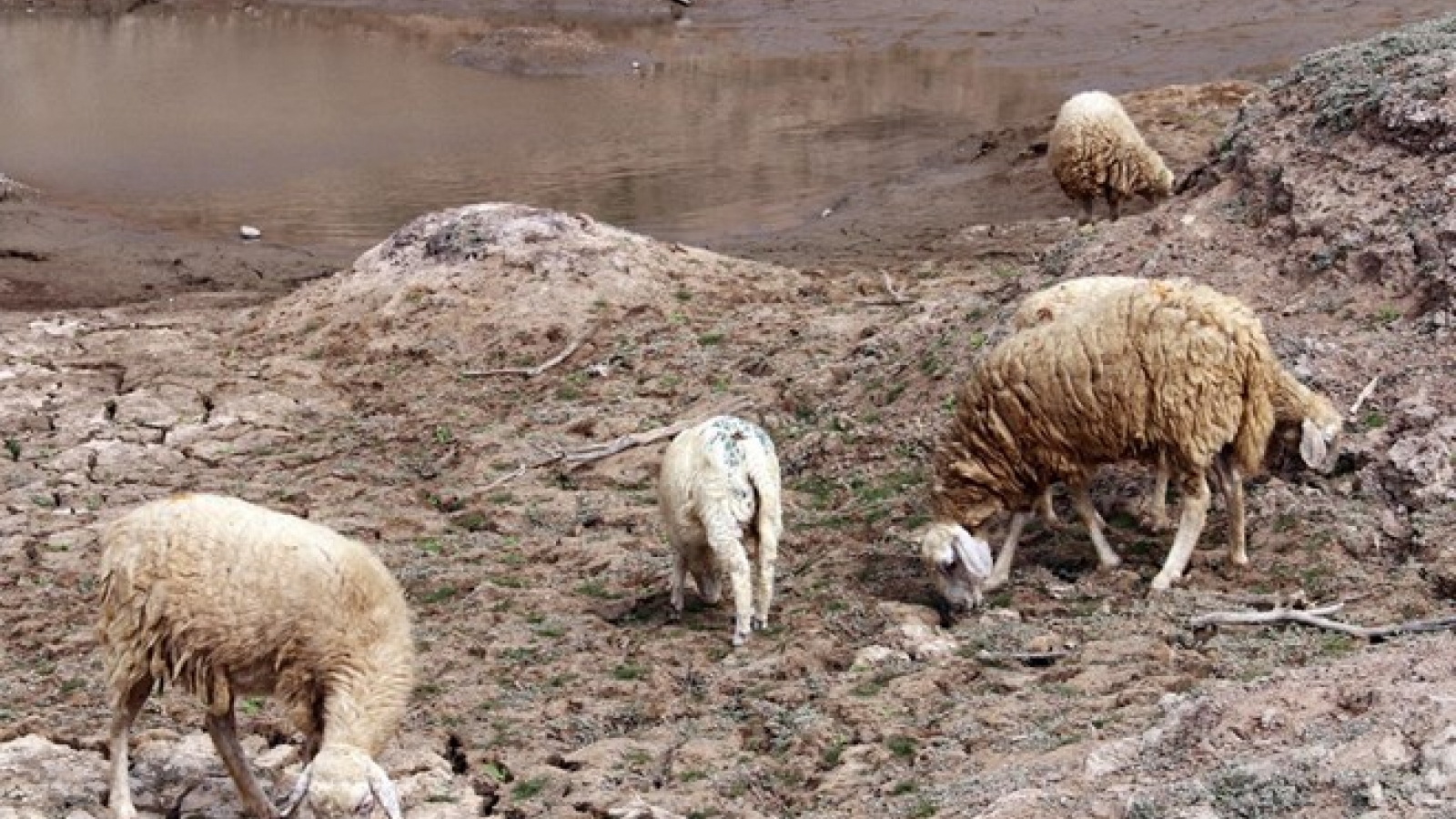 Workshop talks goat, sheep farming amid climate change