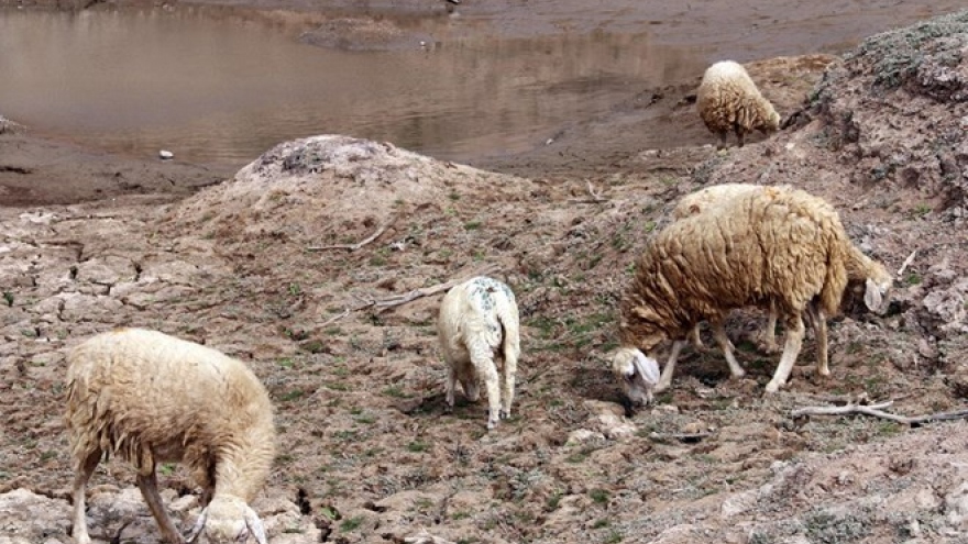 Workshop talks goat, sheep farming amid climate change