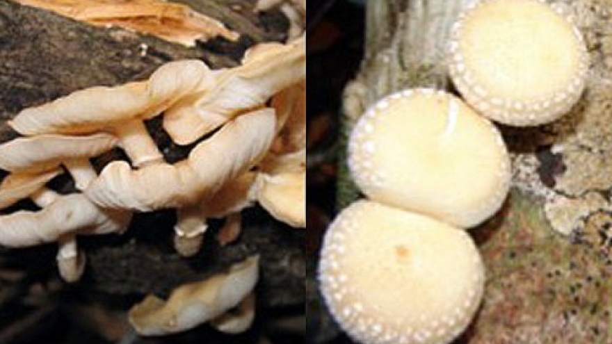 New shiitake species discovered in Central Highlands