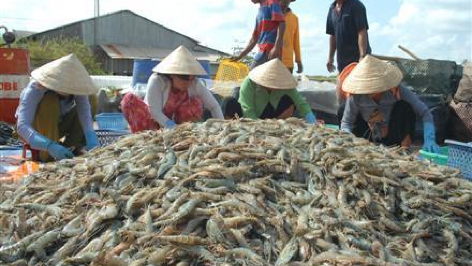 Shrimp exports to hit US$3.1 billion this year