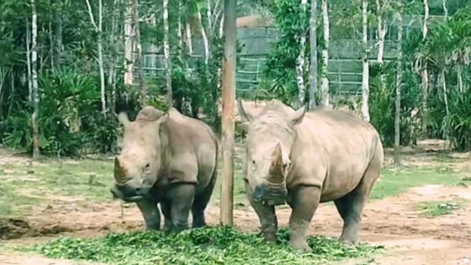 Short-film making contest on illegal wildlife trade launched