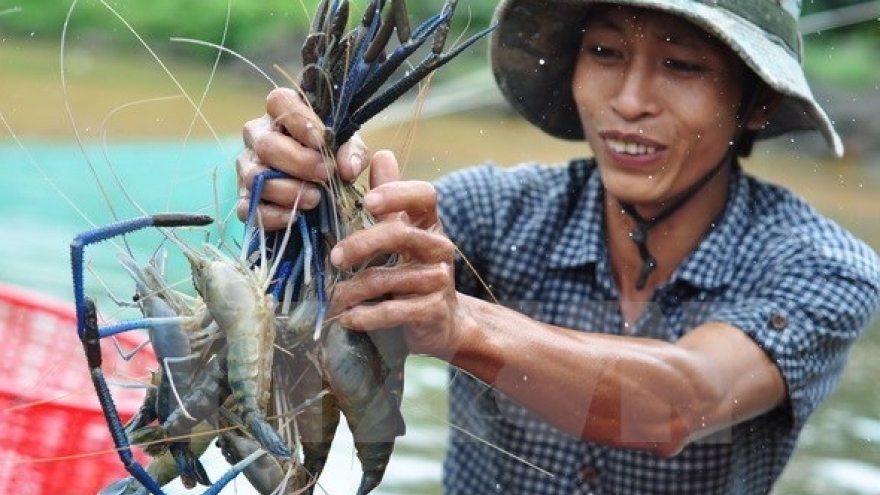 Kien Giang to boost shrimp production in 2017