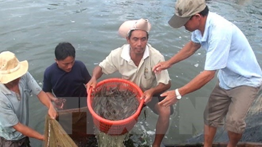 Bac Lieu strives to become centre of shrimp industry