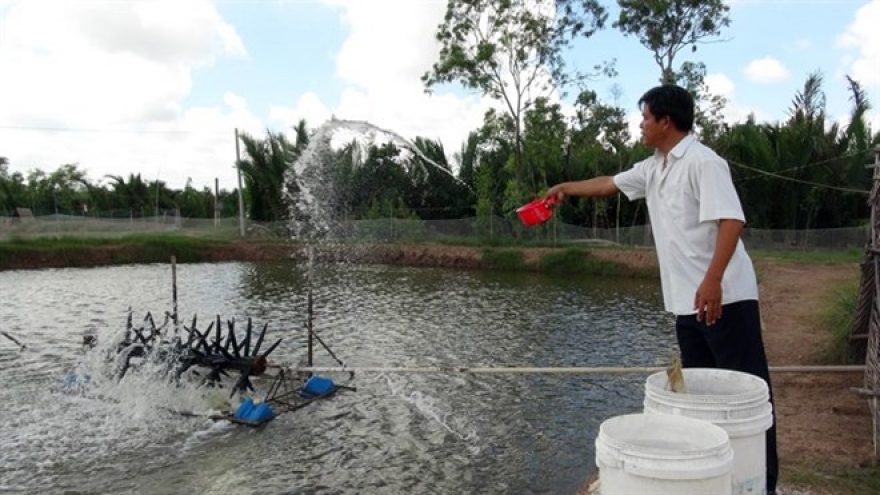 White-leg shrimp farming’s profits lower than tiger prawn