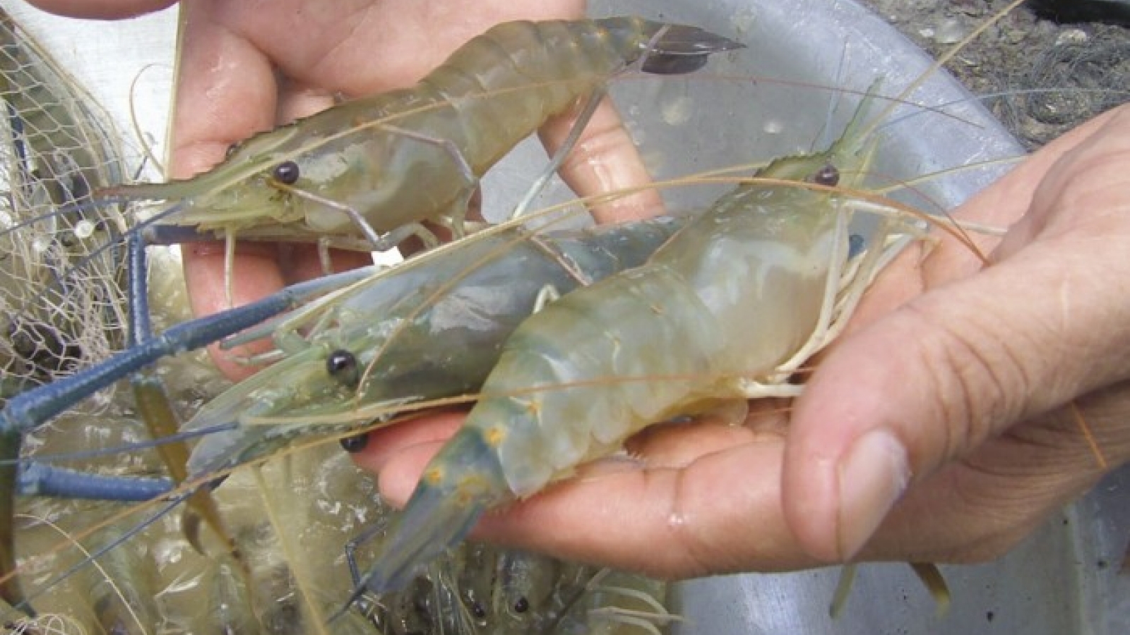 New tax rate on artemia imports hurts shrimp breeding industry