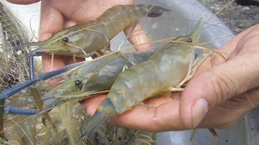 New tax rate on artemia imports hurts shrimp breeding industry