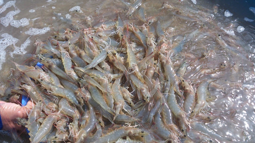 Vietnam going big on shrimp farming