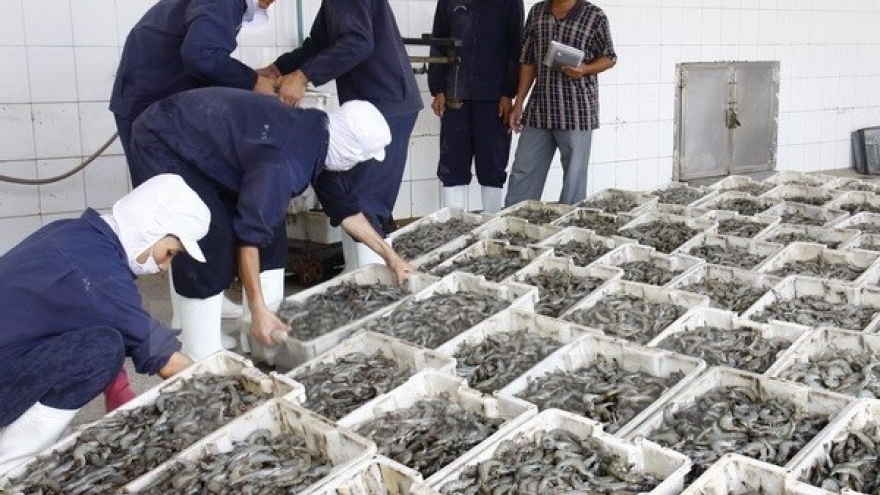 Mekong Delta’s raw shrimp prices soar