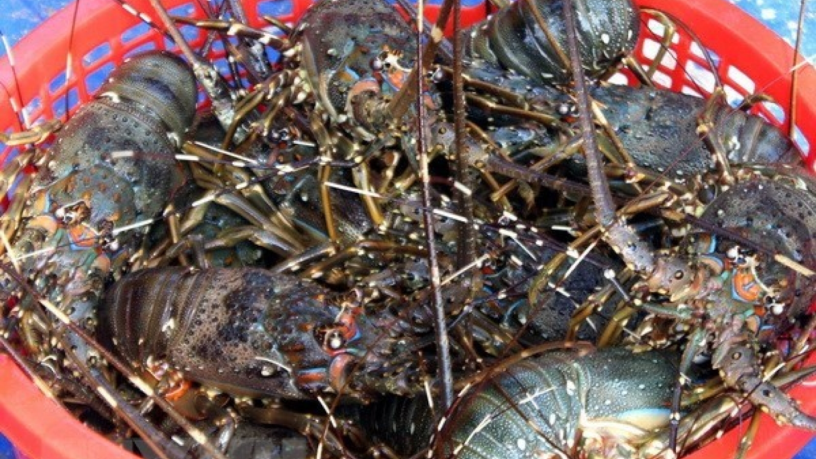 VASEP discusses building national trademarks for shrimp, tra fish