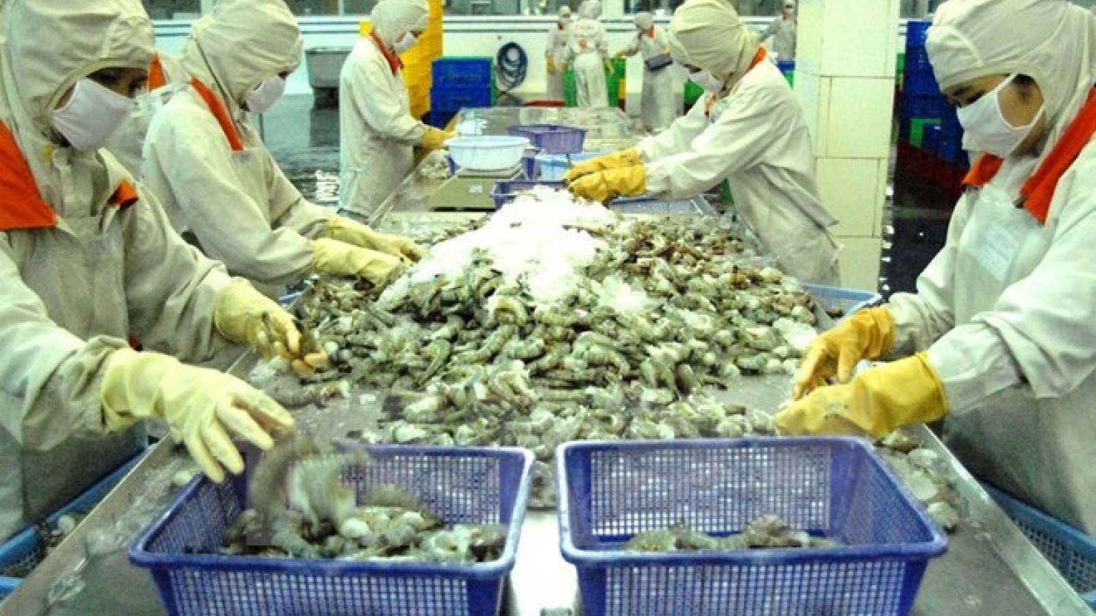 Ca Mau faces shrimp scarcity for export due to drought