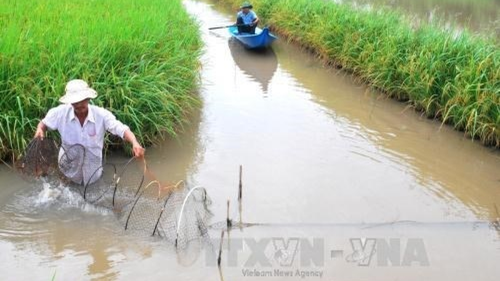 Rice-shrimp farming model needs zoning