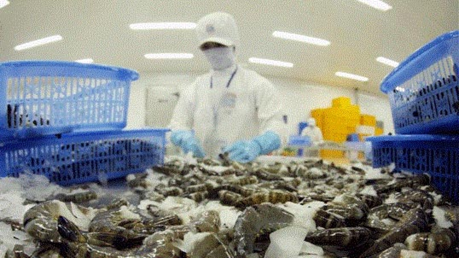 VASEP urges Gov’t to protect Vietnam shrimp