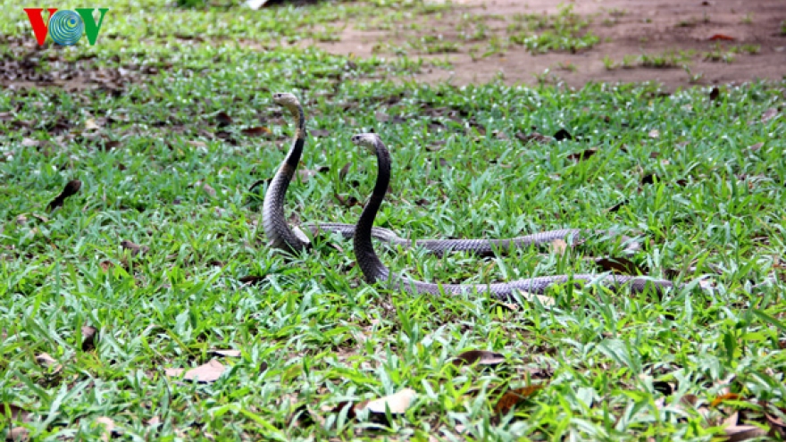 A world of snakes in Vietnam