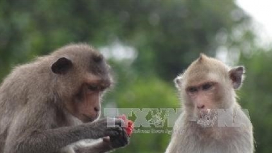 Soc Trang to feature macaques as tourist draw