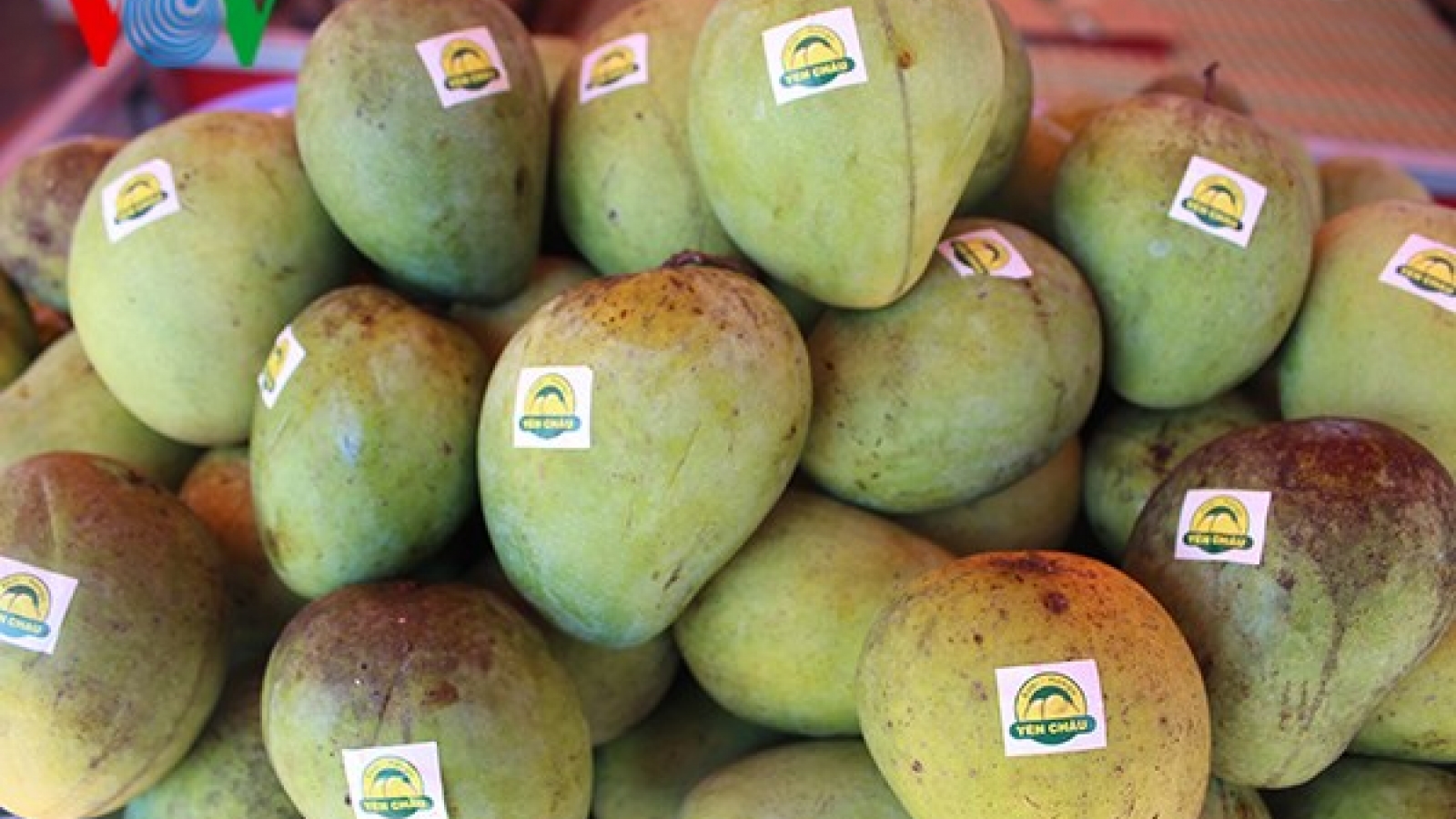Son La mangoes exported to demanding markets