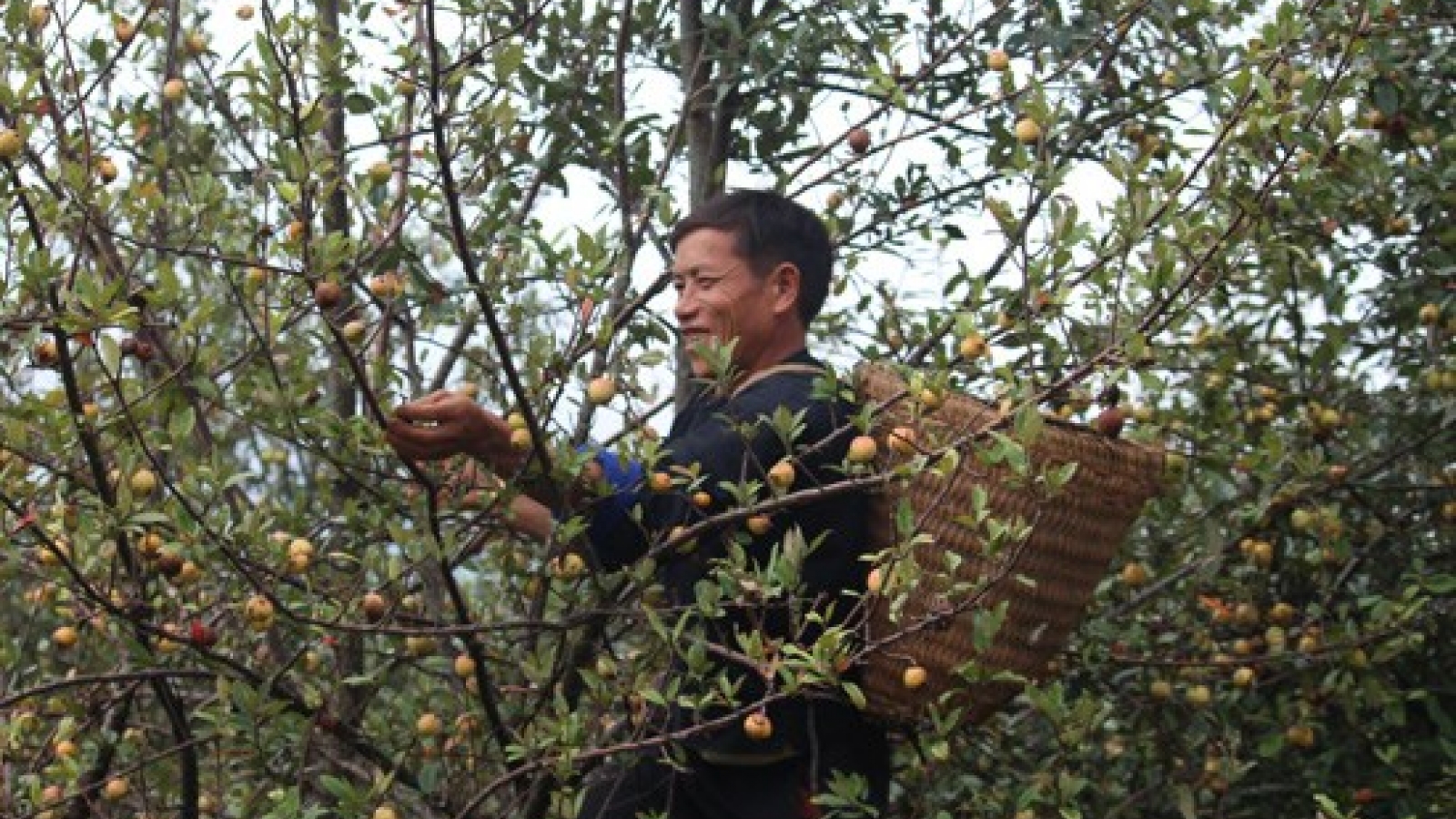 Indigenous tree helps minority escape poverty