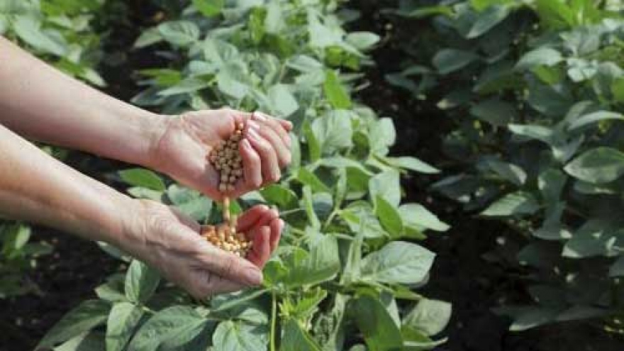 
        Promising market for soymilk industry
                              