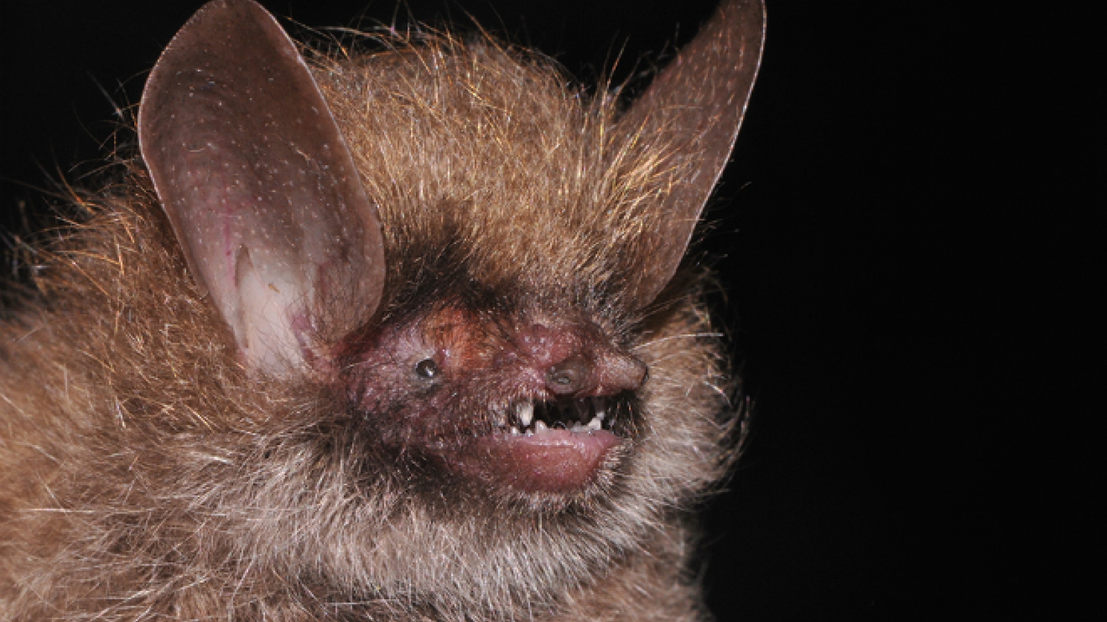 Scientists discover 87 new species in Vietnam