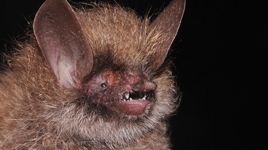More new species discovered in Vietnam