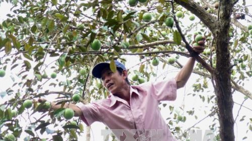 Tien Giang star-apple fruit breaks into US market