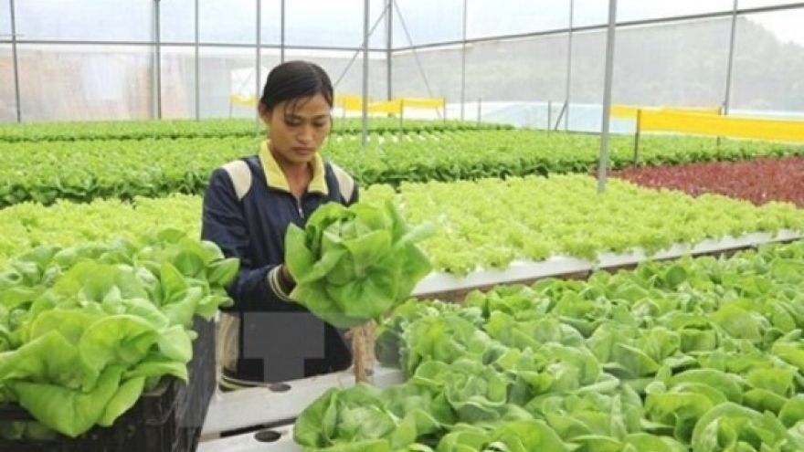
        Ho Chi Minh City supports agricultural start-ups
                              