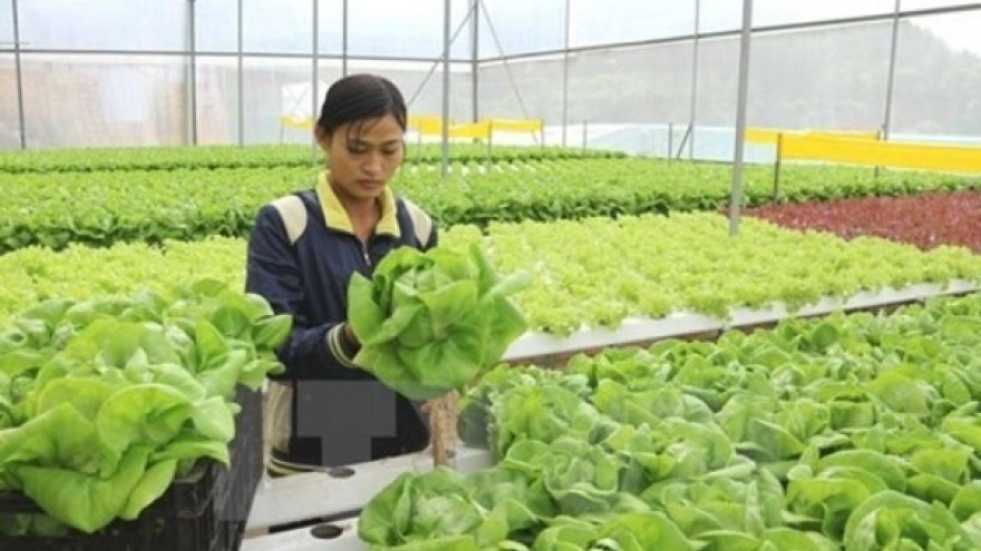 Ho Chi Minh City supports agricultural start-ups