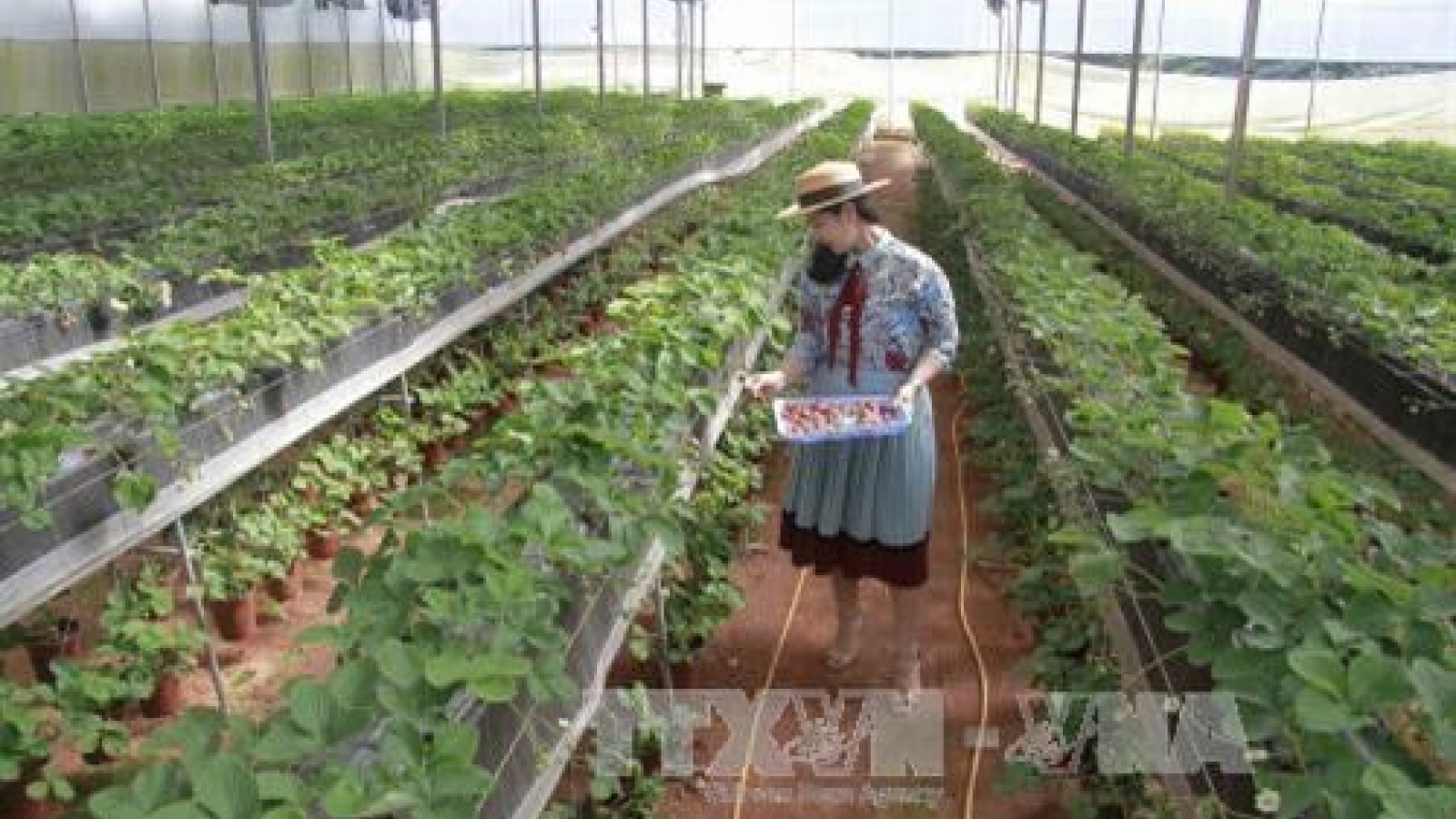 Lam Dong to set up new 215-ha high-tech agricultural farm