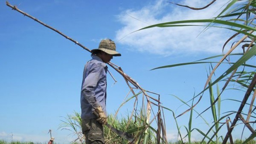 VSSA proposes cane and sugar development fund