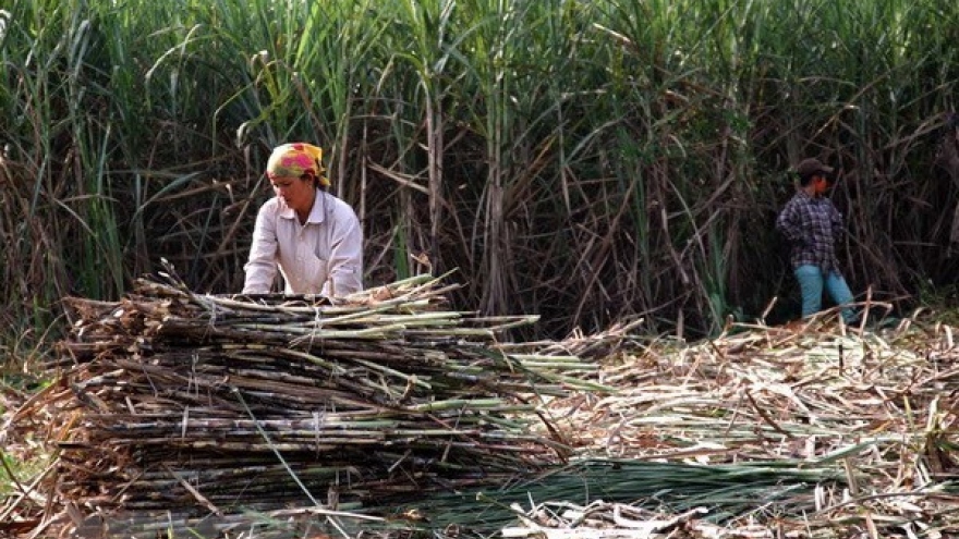 Reforms needed for sugar industry