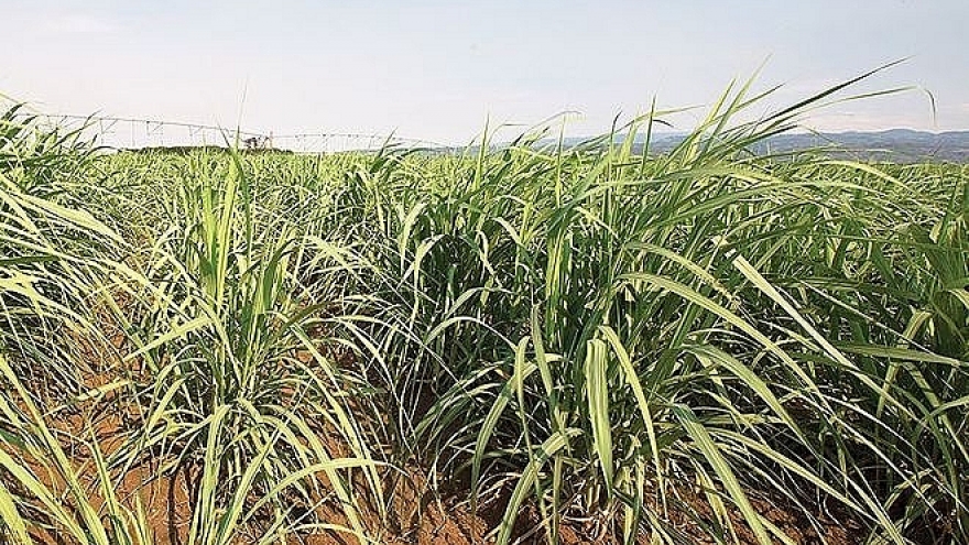
        Sugar firms anticipated more buoyant upcoming fiscal year
                              